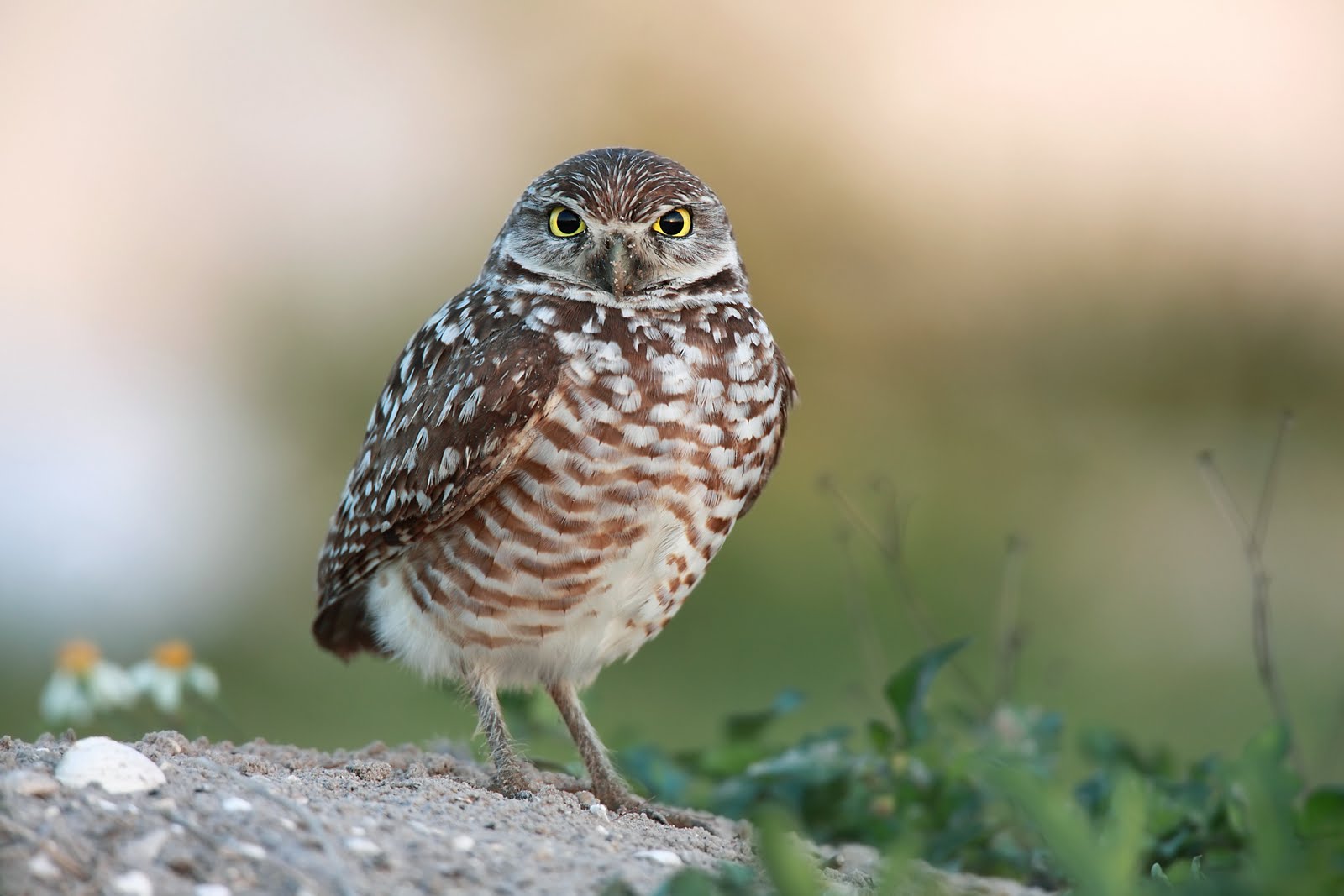 MLorenz Photography The Burrowing Owls Of Cape Coral