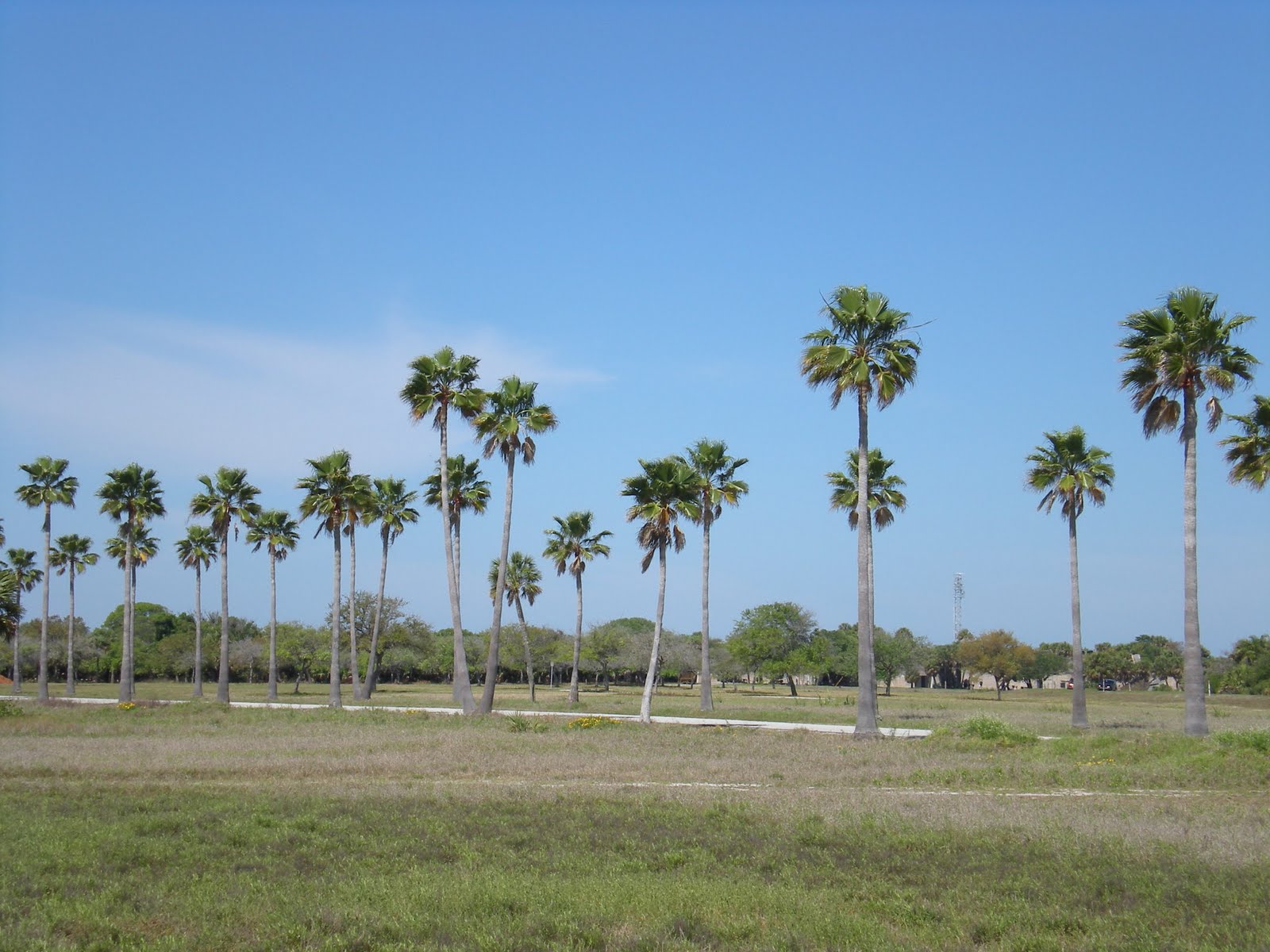 Fruiting Palm Trees Washington palm