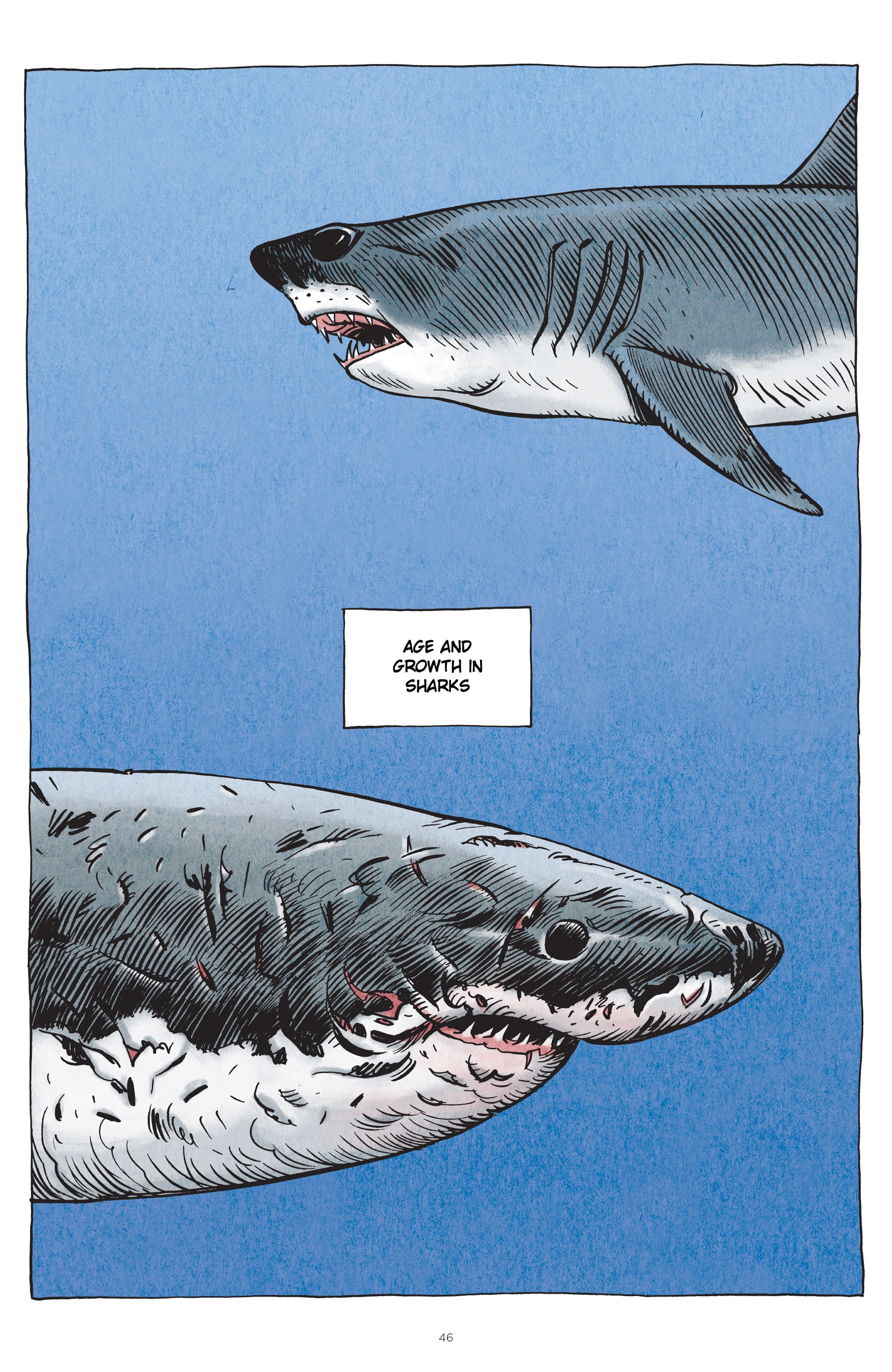 Read online Little Book of Knowledge: Sharks comic -  Issue # TPB - 46