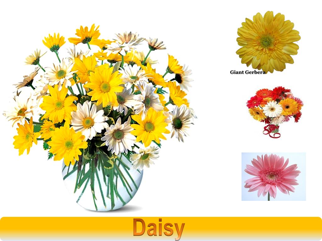Flowers of Bangladesh: Daisy