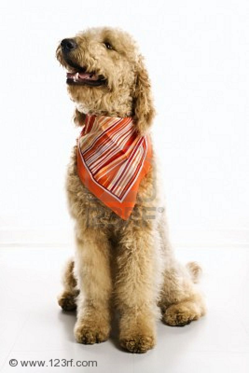 Things Deb Loves Dogs Wearing Bandanas things-deb-loves-dogs-wearing-bandanas