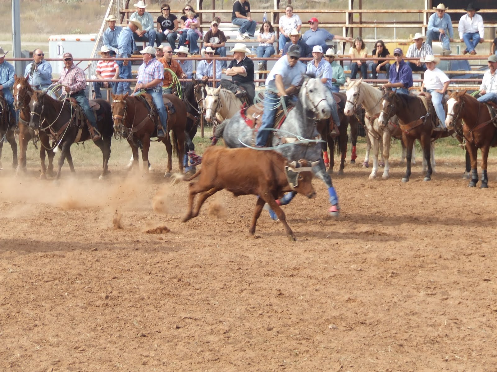The Voice of Mitchell County: Roy Wilson Benefit Roping a whopping success!