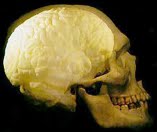 [human-skull.jpg]