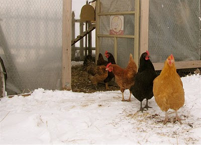 cottage instincts: Mirror Mirror. And pillows.