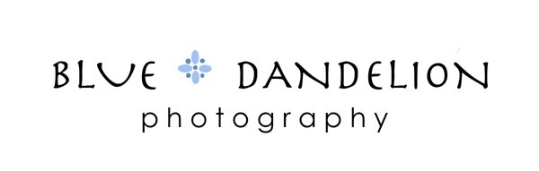 Blue Dandelion Photography