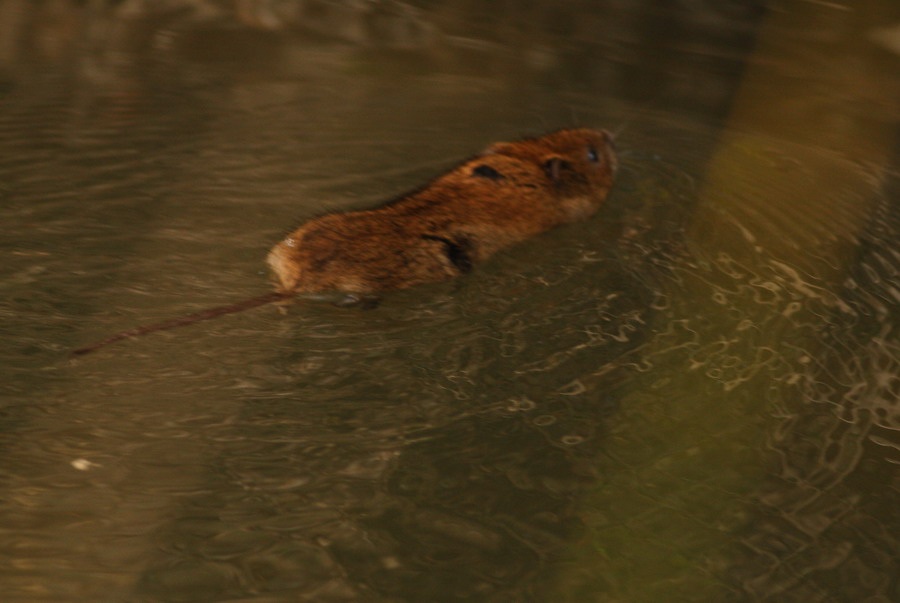 Eskisehir� de Yaban Hayat 20100801