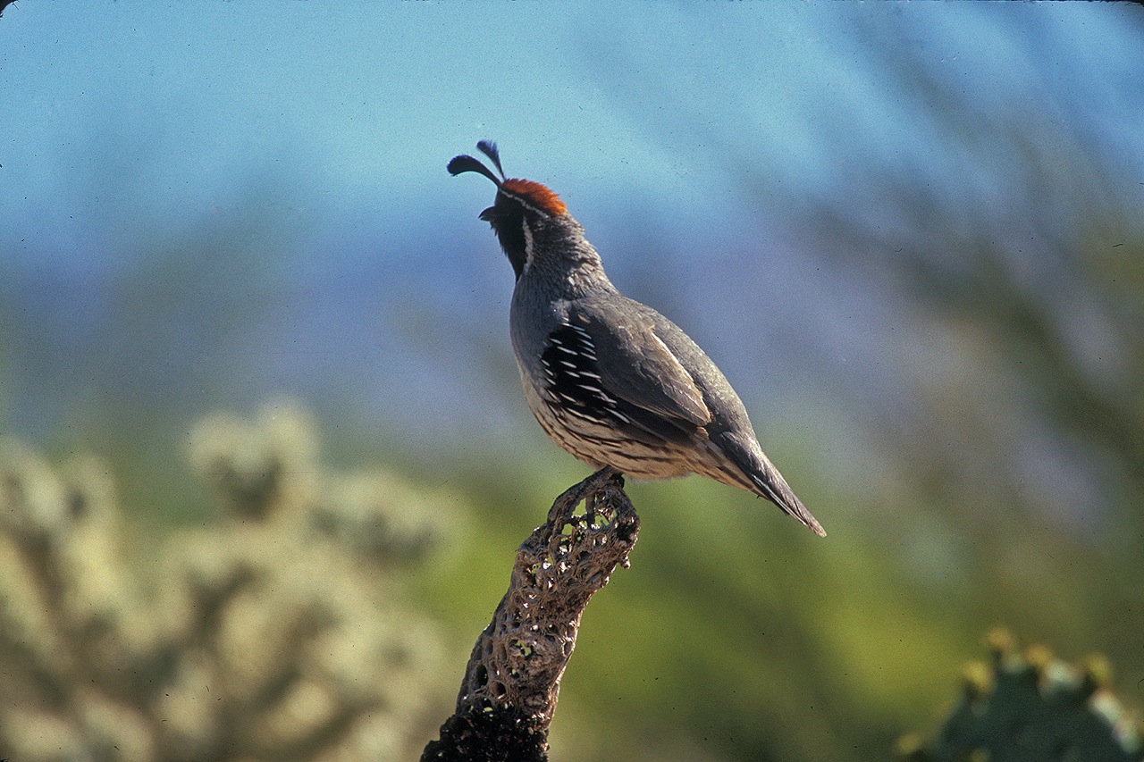 The Azure Gate Ground Birds VI