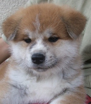 MA PETITE REINE EMIKO