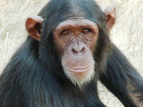 El Dilema de Hamlet: Es un chimpancé más inteligente que un niño?