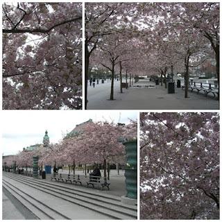 K%C3%B6rsb%C3%A4rstr%C3%A4d+i+Kungstr%C3%A4dg%C3%A5rden - Nya Booty Express kvartalen på World Class Nybroplan