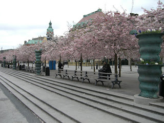 K%C3%B6rsb%C3%A4rstr%C3%A4d+i+Kungstr%C3%A4dg%C3%A5rden+1 - En kall söndag i maj med vila från träning