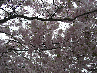 K%C3%B6rsb%C3%A4rstr%C3%A4d+i+Kungstr%C3%A4dg%C3%A5rden++3 - En kall söndag i maj med vila från träning