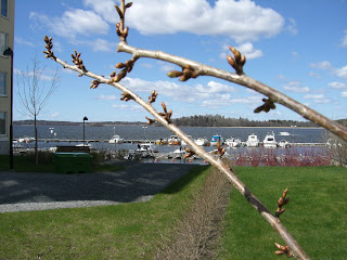 CIMG8002 - En kall söndag i maj med vila från träning