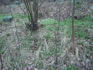 Vitsippor+p%C3%A5+promenad - Vitsippor, promenad och styrketräning