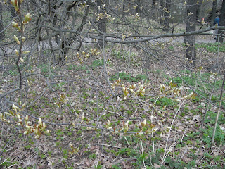 V%C3%A5rtecken+knoppar - Underbara morgonpromenad med härliga vårtecken - Beach 2010 tips nr 14