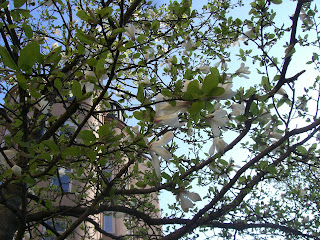 CIMG8254 - Underbar vårmorgon i Stockholm