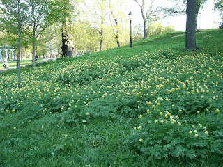 CIMG8261 - 5 kilometers löparrunda och styrketräning för axlar och bål