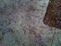 aten+054 - Härlig start på dagen med joggingtur