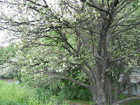 CIMG8365 - Blöt promenad och aerobicsträning