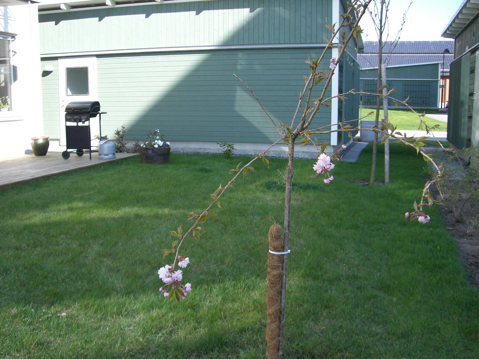 [mixture+picture+March2009+288.jpg]