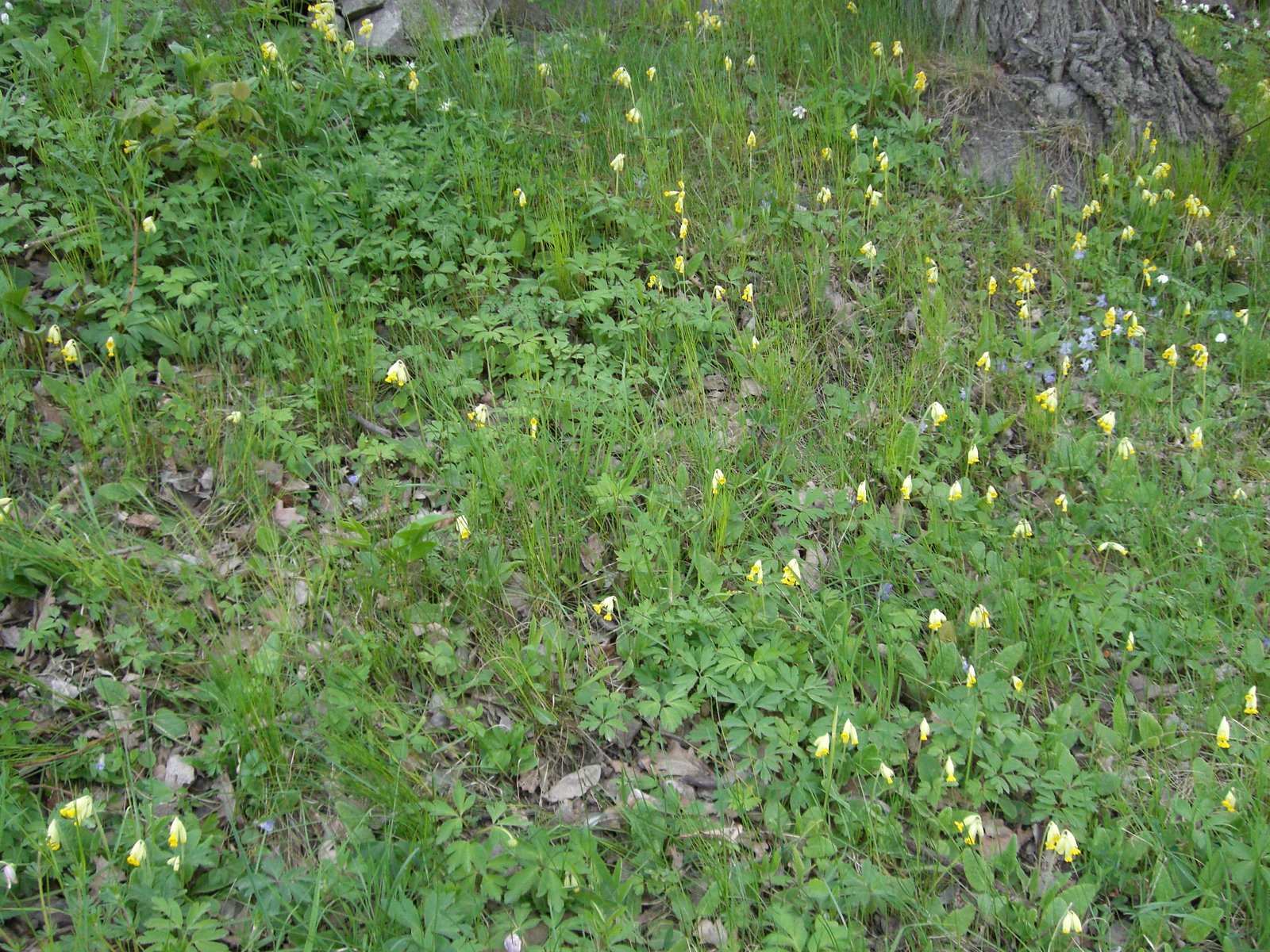 [mixture+picture+March2009+306.jpg]