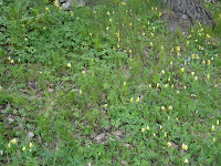 mixture+picture+March2009+306 - Frisk luft och våren ger mig energi