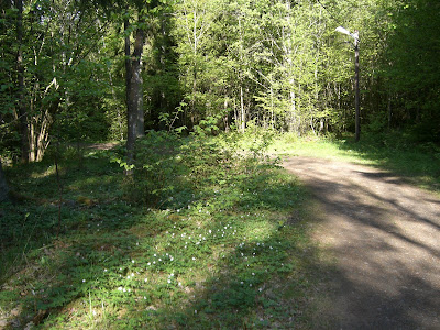 mixture+picture+March2009+371 - Blommor från min morgonpromenad