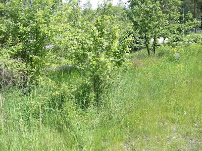 CIMG3163 - Promenad och blomplockning