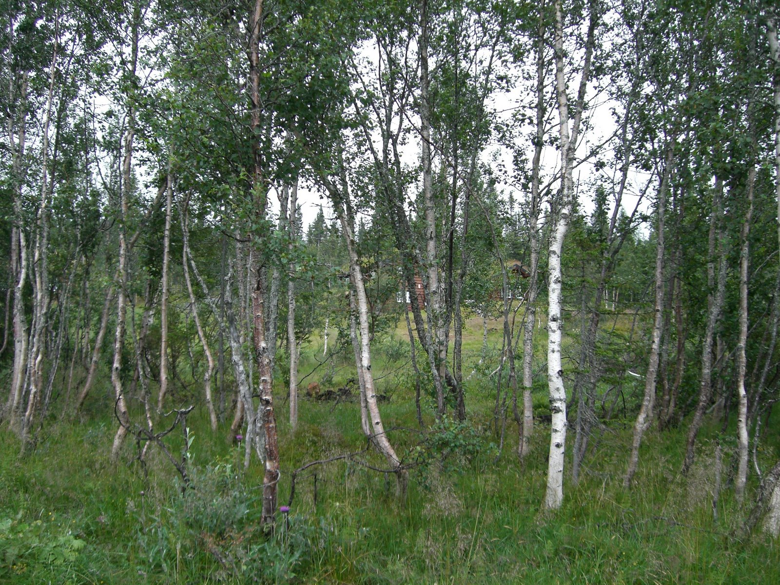 [morgonpromenad+åre+015.jpg]