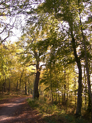 h%C3%B6stdag - Underbar höstdag