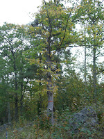 CIMG4999 - Höstpromenad i Kallhäll