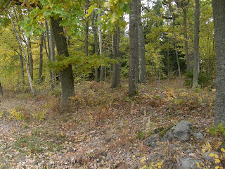 CIMG5099 - Mysig höstpromenad idag