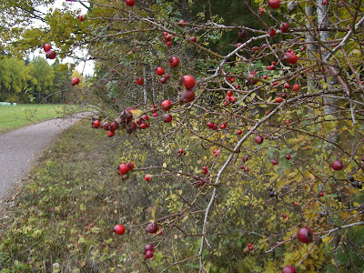 CIMG5098 - Mysig höstpromenad idag