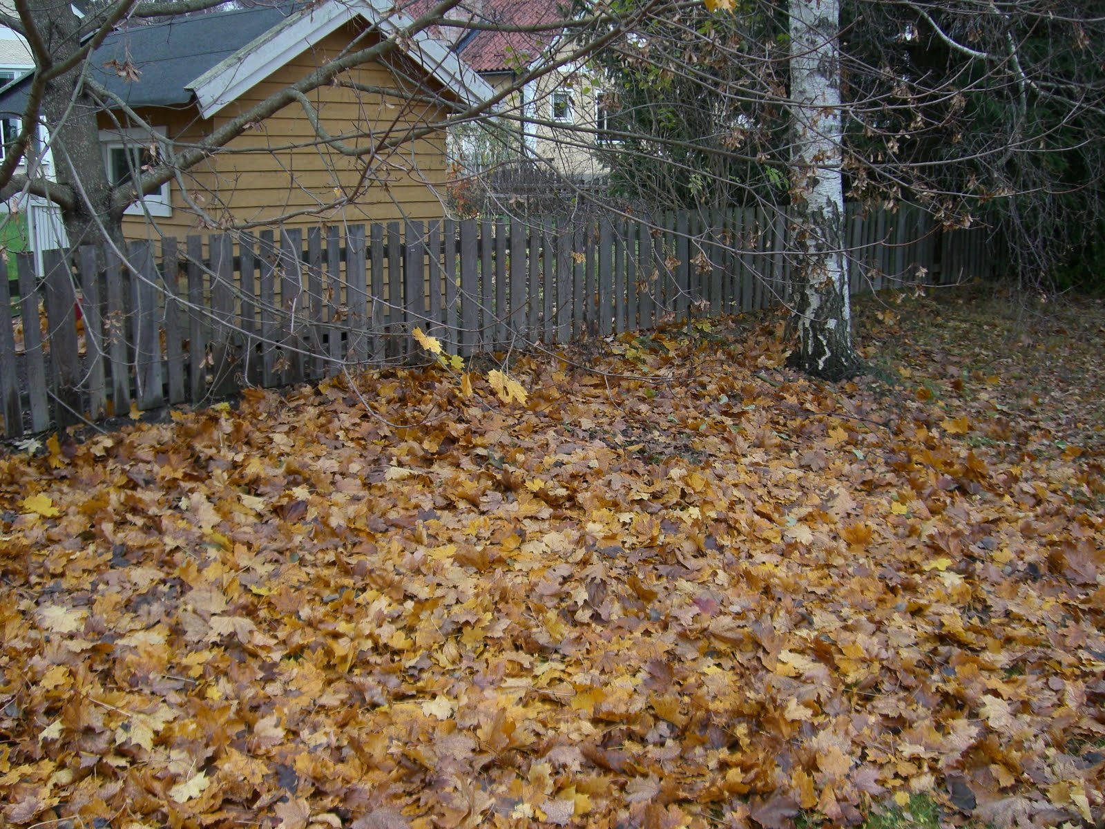 [CIMG5910.JPG]