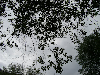 Mulet+men+inget+regn - 60 minuters powerwalk utan regn