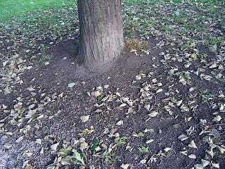 H%C3%B6stl%C3%B6v - Solig höstpromenad genom stan