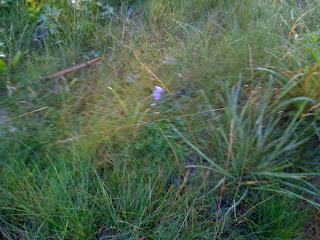 L%C3%B6pning+morgon+001 - Anpassa löpningen efter hur du mår