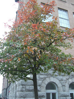 H%C3%B6st+tr%C3%A4d - Så undviker du en höstdepression