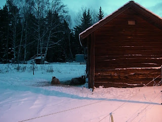 Vinterpromenad%2Bhemma%2B7 - Härlig morgonpromenad på hemmaplan