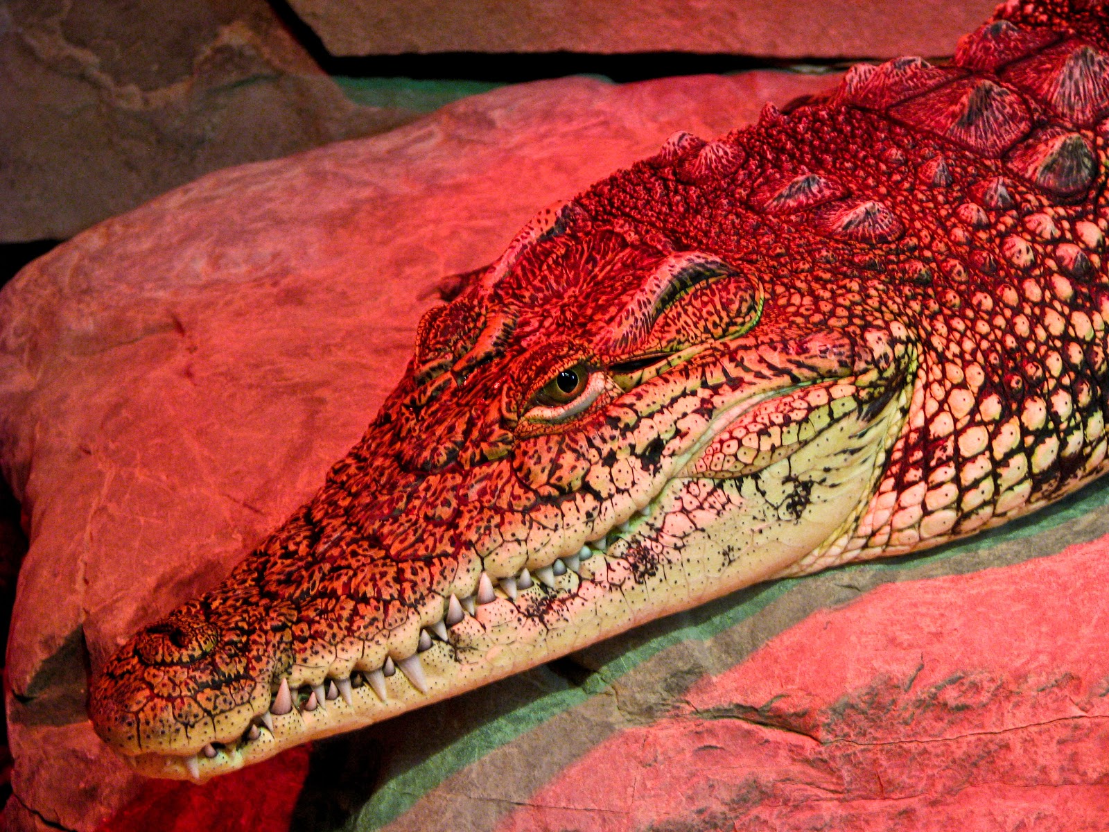 Megan Tyrka Photography Snakes and Gators and...Birds?, Oh My!!