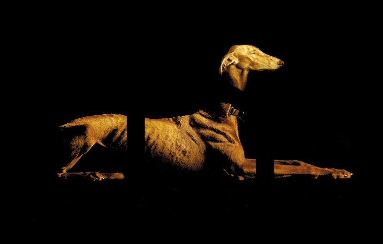 [foto-anubis-ruano-light.jpg]