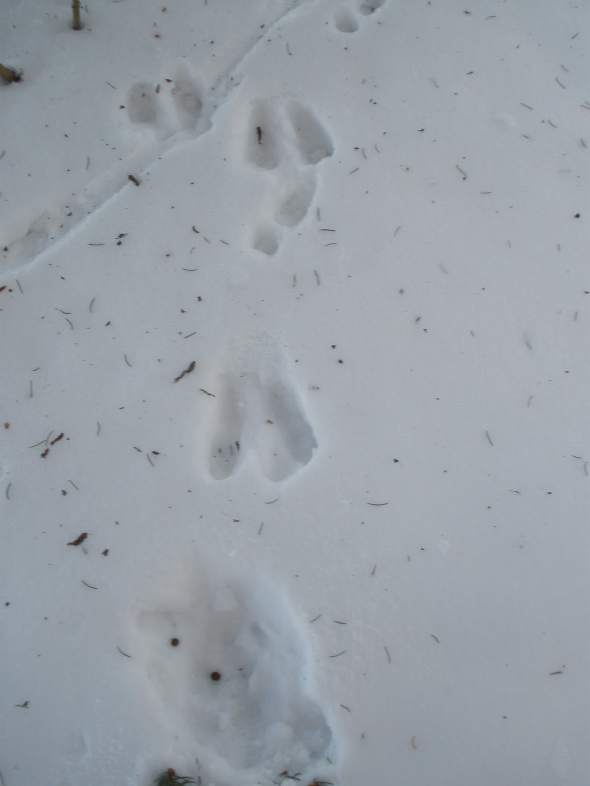 Winter Series Outdoor Hour Challenge #5 – Pine Trees | Harvest Moon by Hand