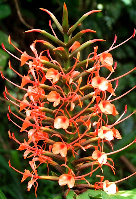tropical plants cold hardy garden cool australia climates sydney melbourne leaves exotic lush gardens hedychium coccineum arish exotics el plant