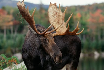 [Moose.jpg]