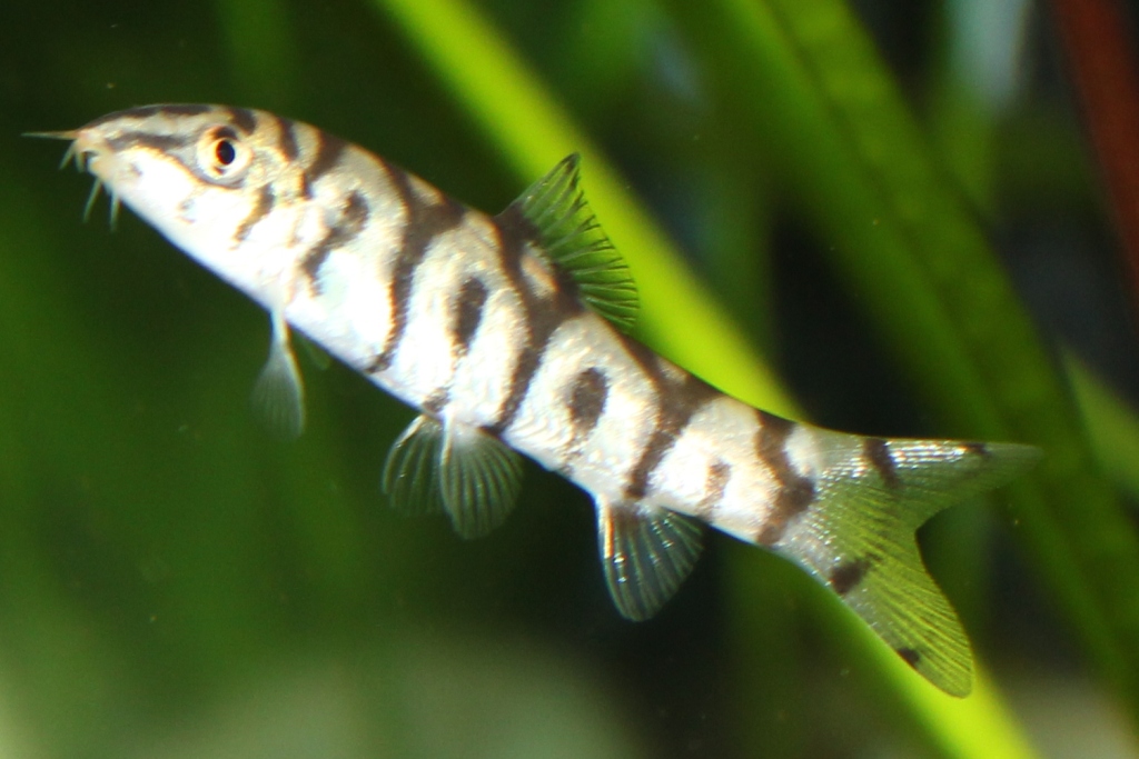 Acuario Buger: Variedades de especies