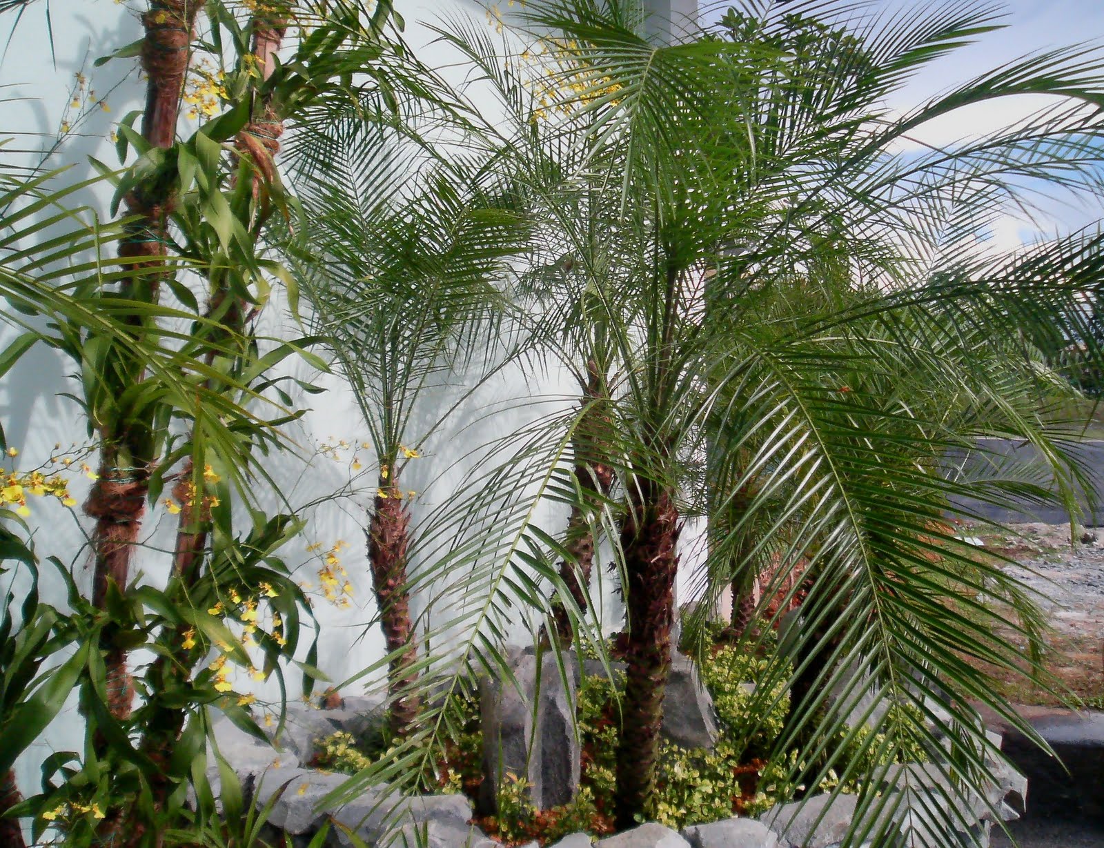 All The Plants (2nd Ed.) Phoenix roebelenii (Phoenix palm)