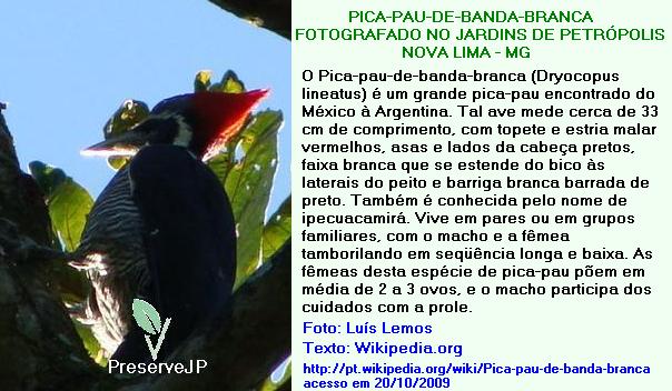 AVIFAUNA DO JP: PICA-PAU