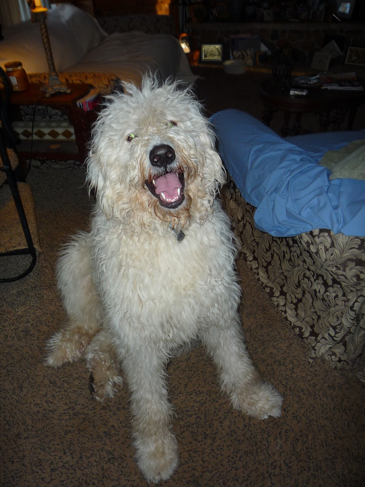 Fluffy White Dog Breeds - Dog Breeds