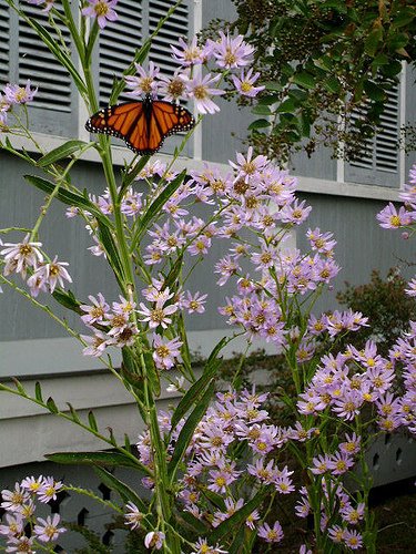 [monarch+on+asters]