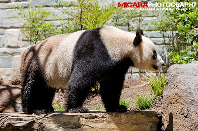 Migara Photography: Pandas In Adelaide Zoo, South Australia.